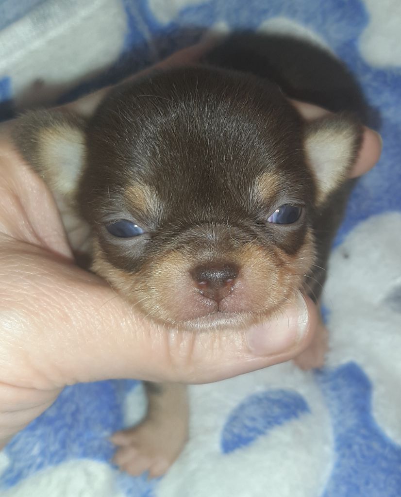 des ptits dragons de cupidon - Chiot disponible  - Chihuahua