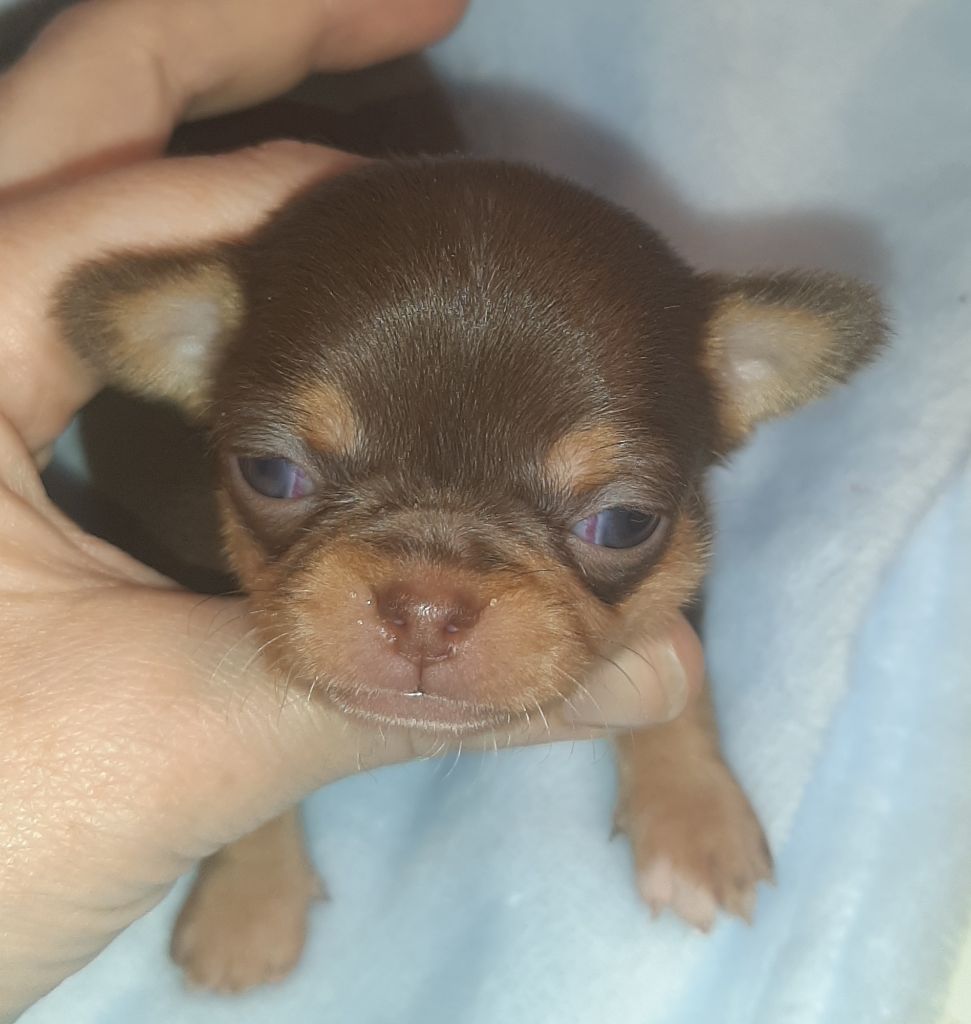 des ptits dragons de cupidon - Chiot disponible  - Chihuahua