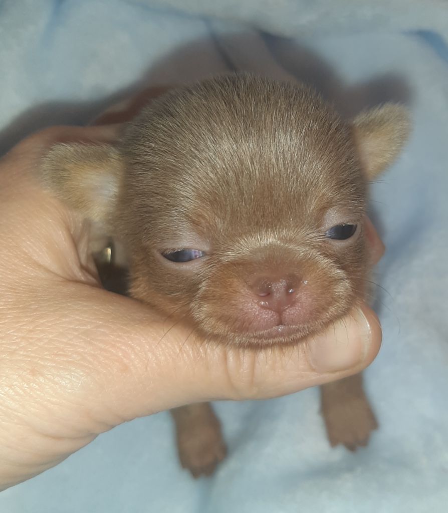 des ptits dragons de cupidon - Chiot disponible  - Chihuahua