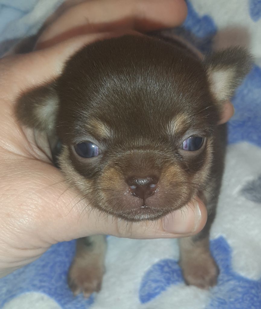 des ptits dragons de cupidon - Chiot disponible  - Chihuahua