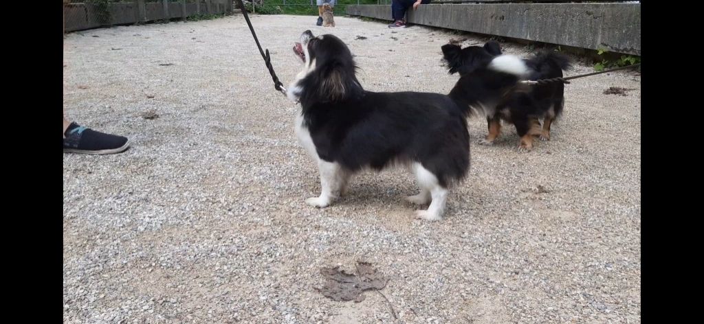 Neiss des ptits dragons de cupidon