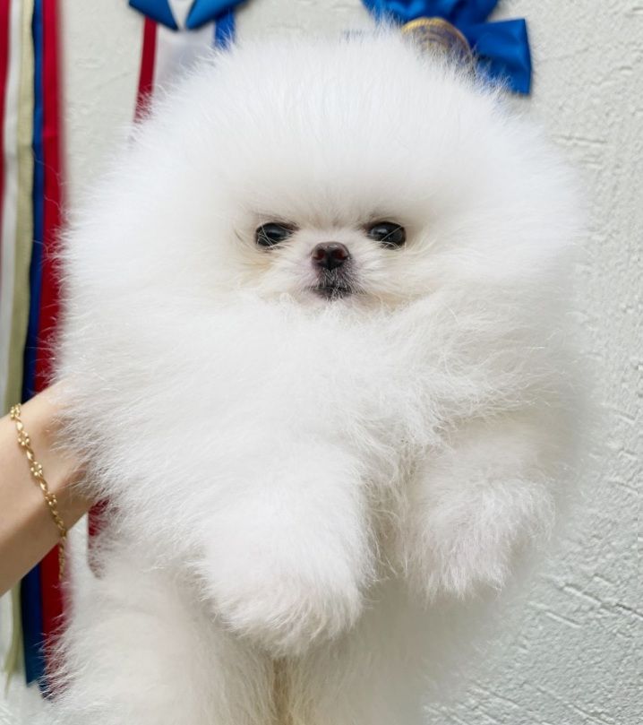 Royce of white charming