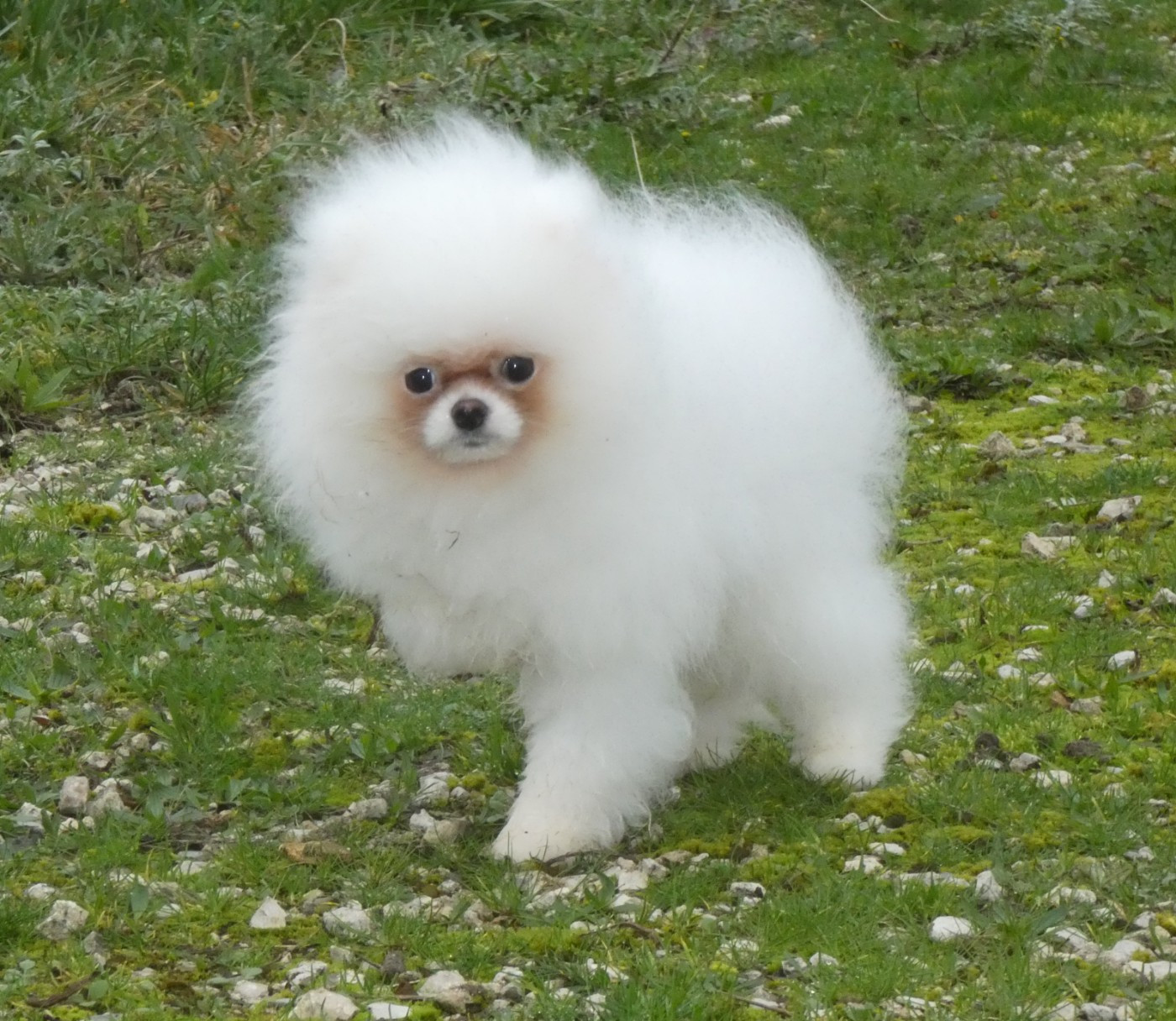 des ptits dragons de cupidon - Chiots disponibles - Spitz allemand