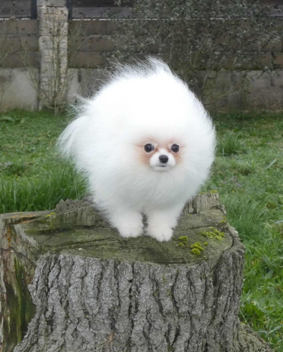 des ptits dragons de cupidon - Chiots disponibles - Spitz allemand