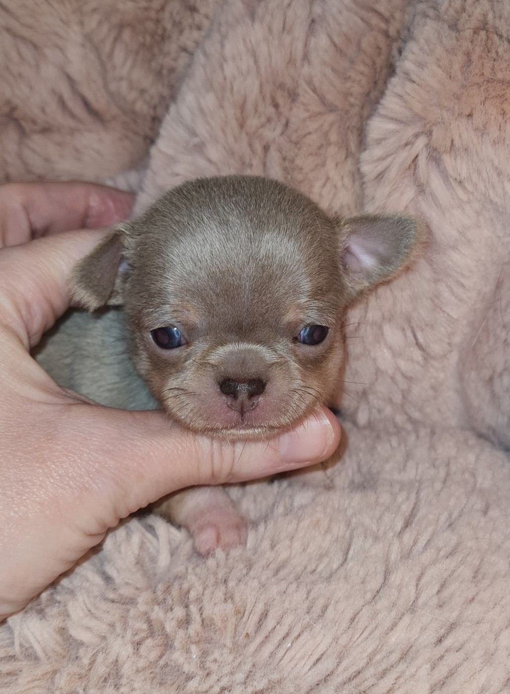 des ptits dragons de cupidon - Chiots disponibles - Chihuahua