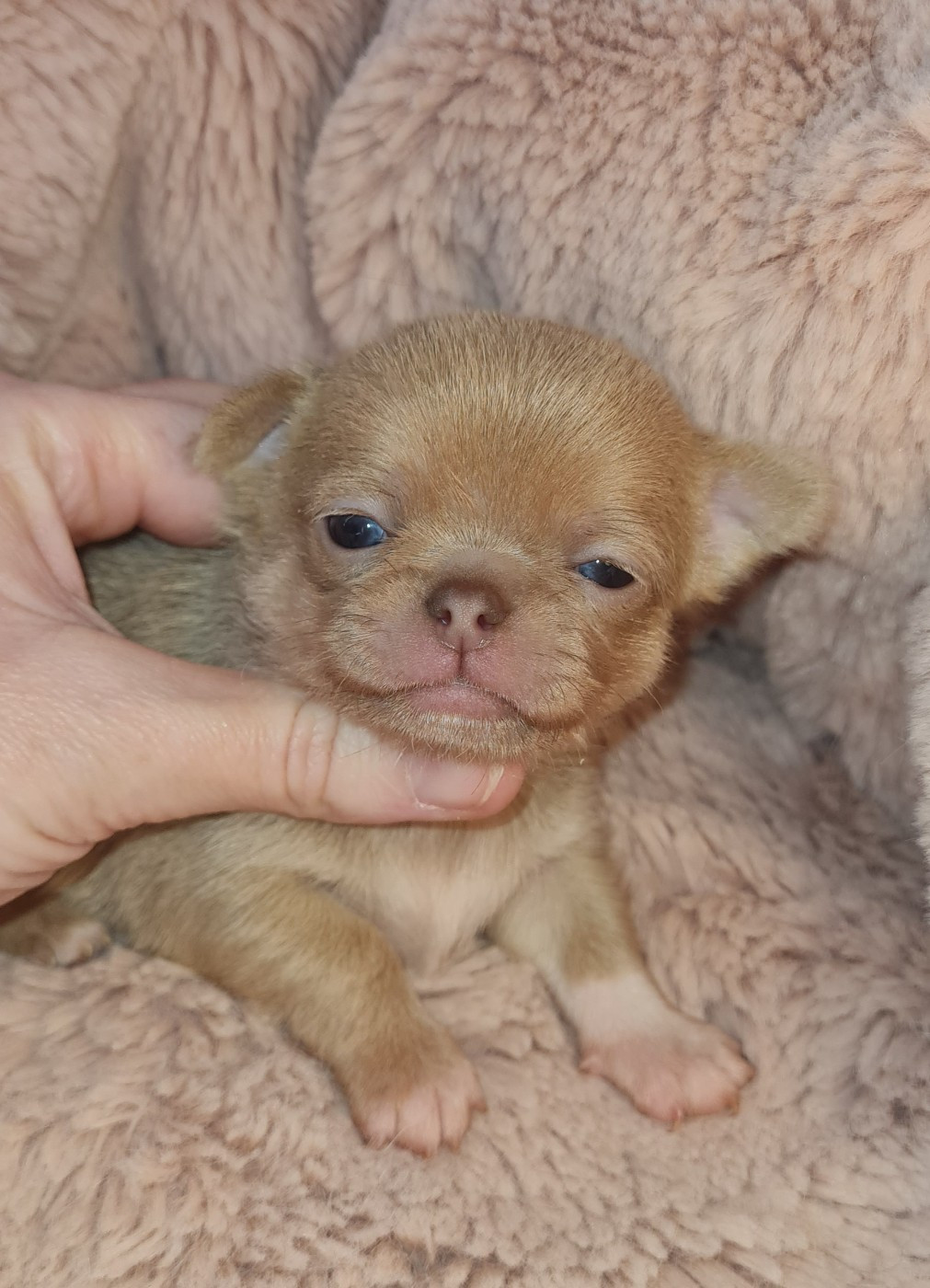 des ptits dragons de cupidon - Chiots disponibles - Chihuahua