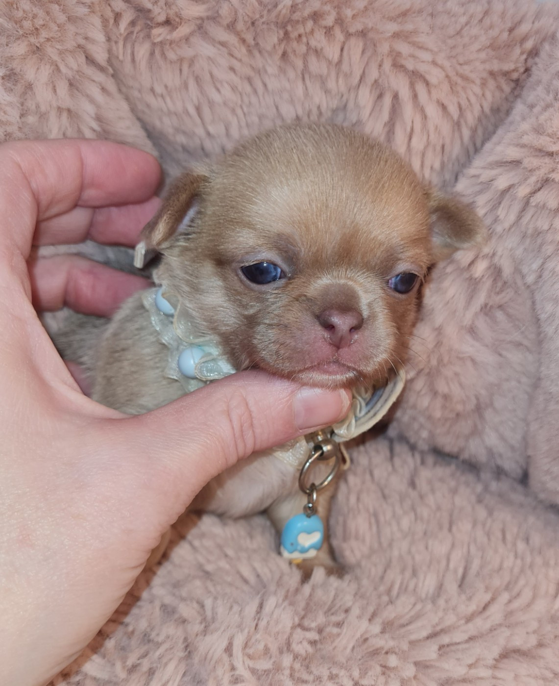 des ptits dragons de cupidon - Chiots disponibles - Chihuahua