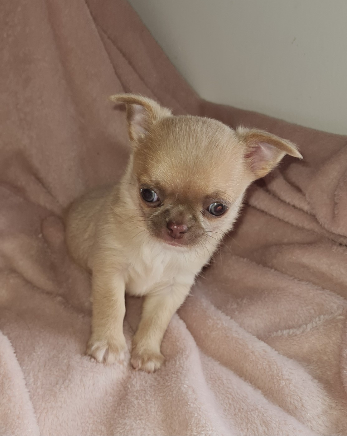 des ptits dragons de cupidon - Chiots disponibles - Chihuahua
