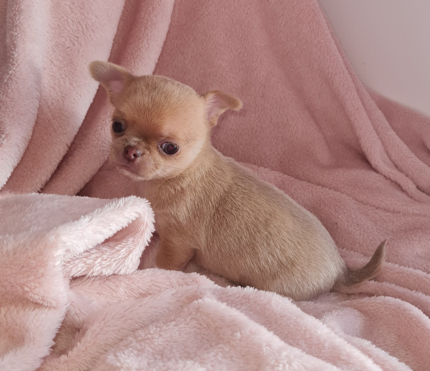 des ptits dragons de cupidon - Chiots disponibles - Chihuahua