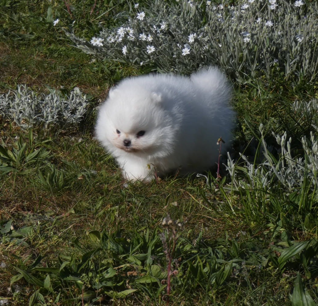 des ptits dragons de cupidon - Chiots disponibles - Spitz allemand