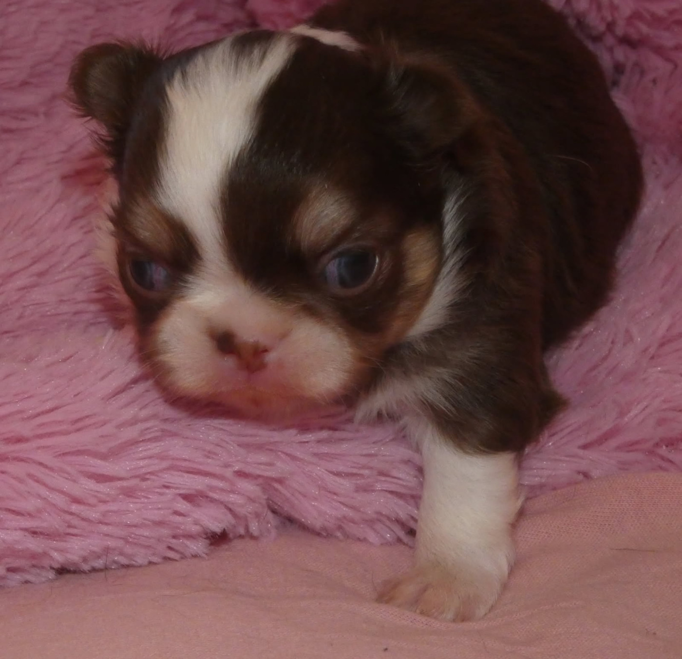 des ptits dragons de cupidon - Chiots disponibles - Chihuahua