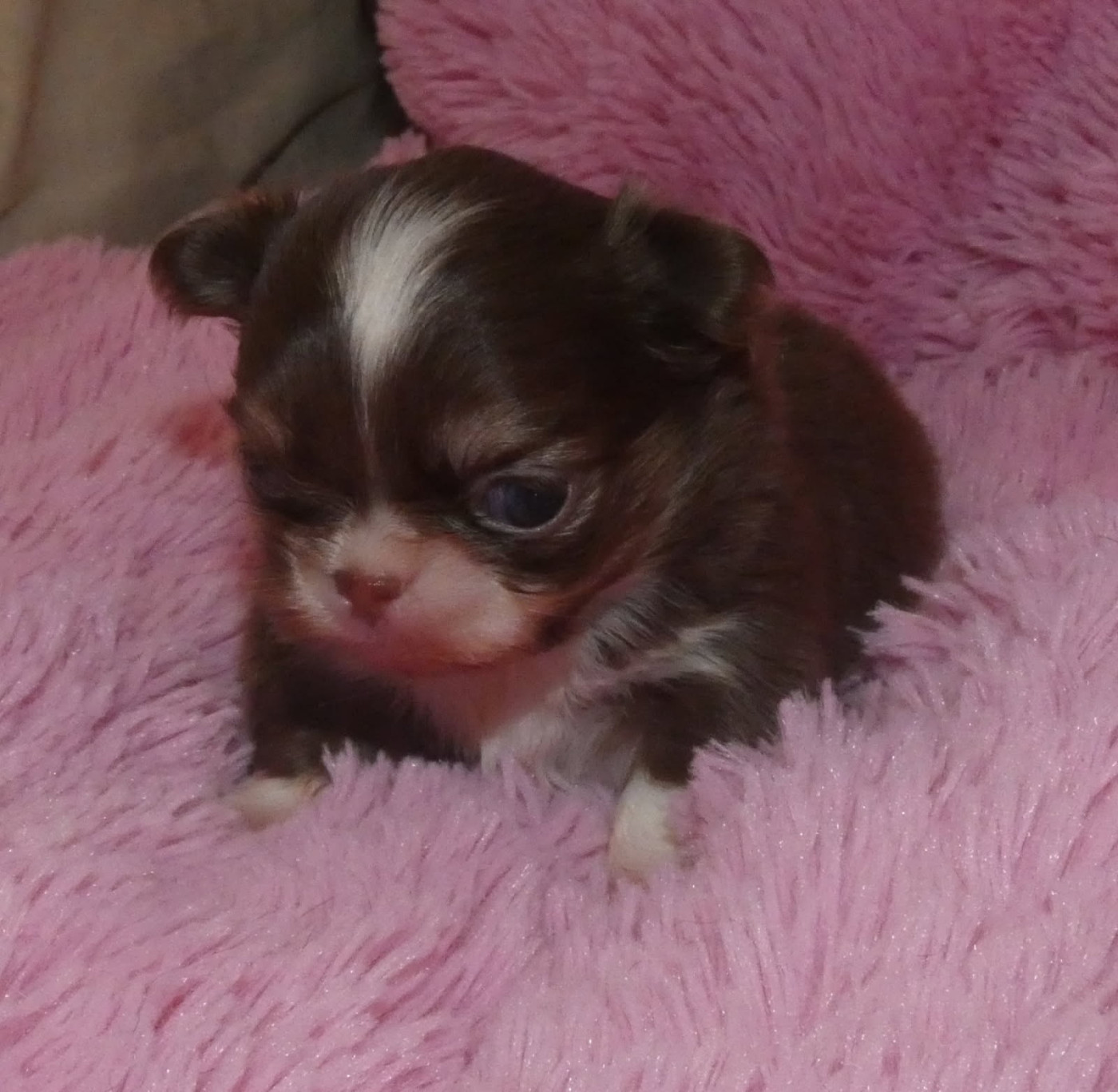 des ptits dragons de cupidon - Chiots disponibles - Chihuahua