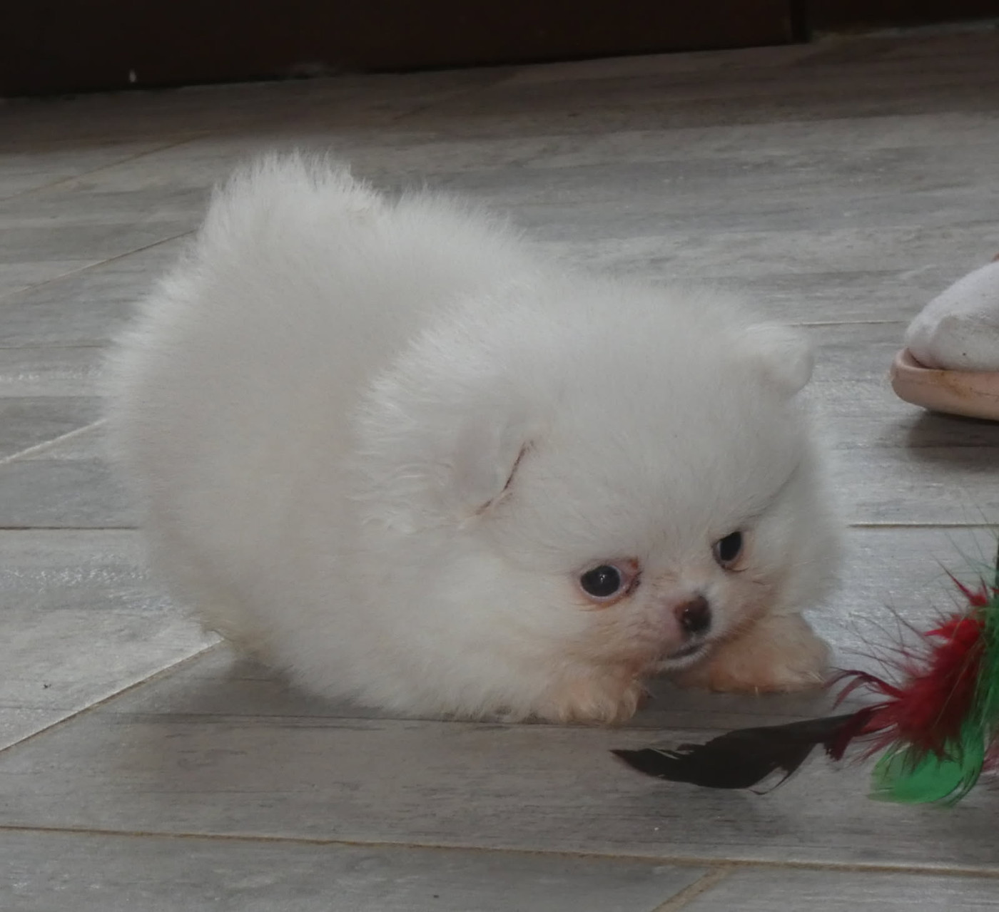 des ptits dragons de cupidon - Chiots disponibles - Spitz allemand
