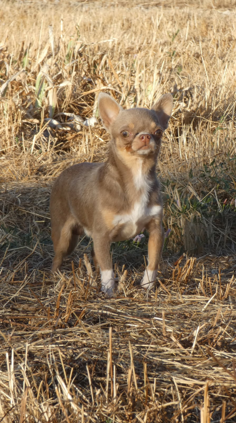 des ptits dragons de cupidon - Chiots disponibles - Chihuahua