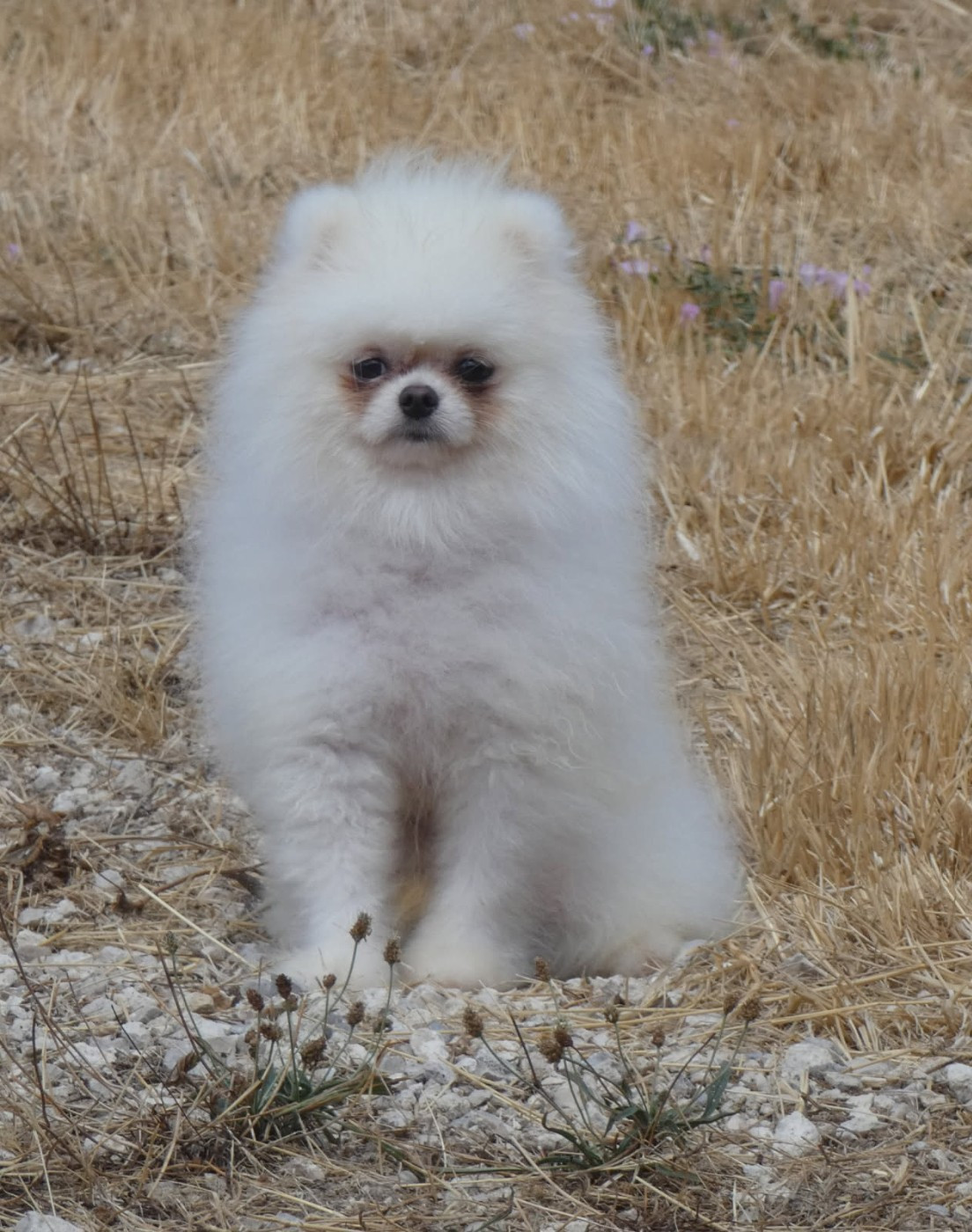 des ptits dragons de cupidon - Chiots disponibles - Spitz allemand