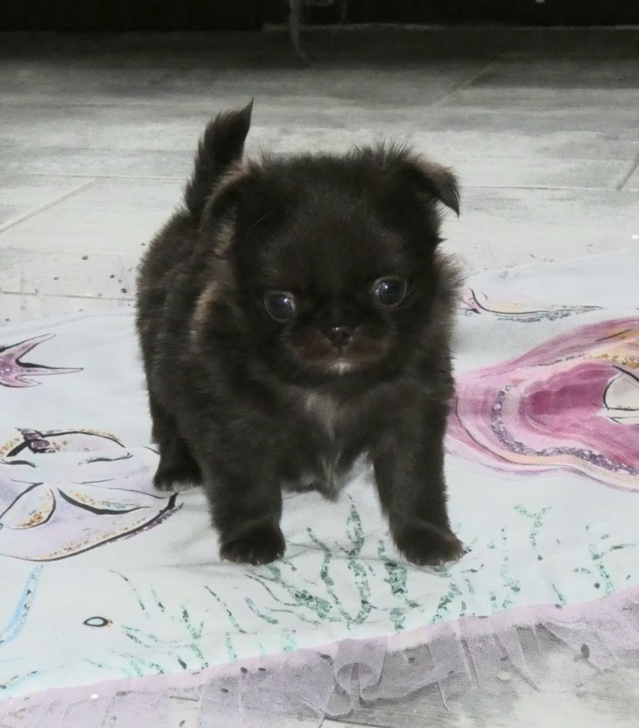 des ptits dragons de cupidon - Chiots disponibles - Chihuahua