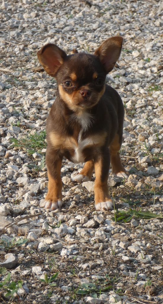des ptits dragons de cupidon - Chiots disponibles - Chihuahua