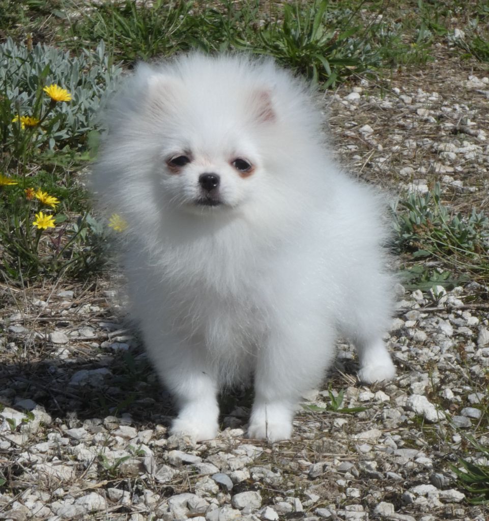 des ptits dragons de cupidon - Chiots disponibles - Spitz allemand