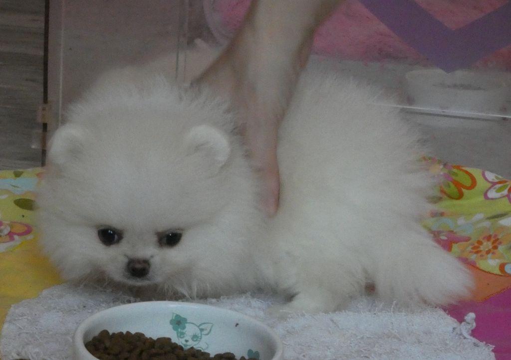des ptits dragons de cupidon - Chiots disponibles - Spitz allemand