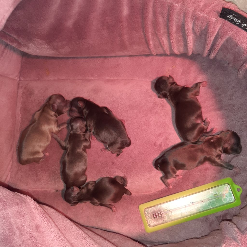 Chiot Chihuahua des ptits dragons de cupidon