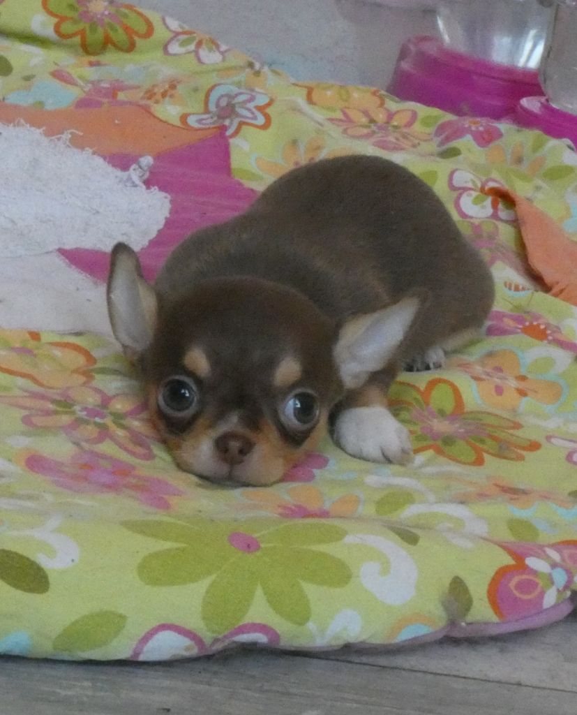 des ptits dragons de cupidon - Chiots disponibles - Chihuahua