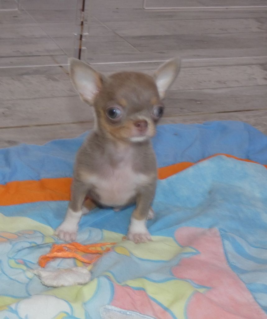 des ptits dragons de cupidon - Chiots disponibles - Chihuahua