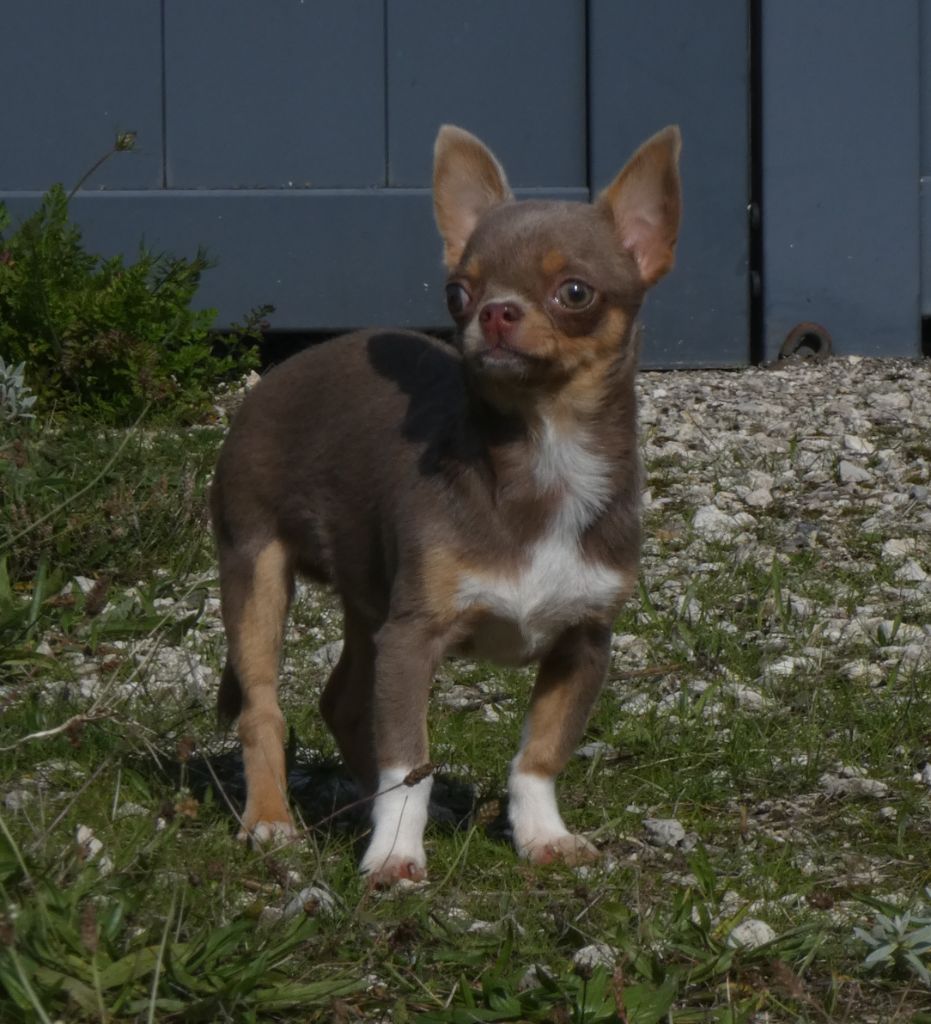 des ptits dragons de cupidon - Chiots disponibles - Chihuahua