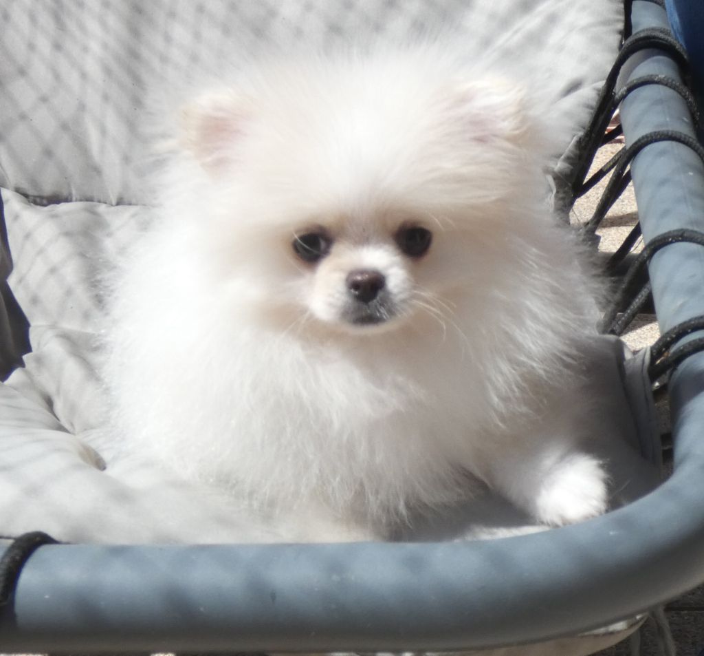 des ptits dragons de cupidon - Chiots disponibles - Spitz allemand