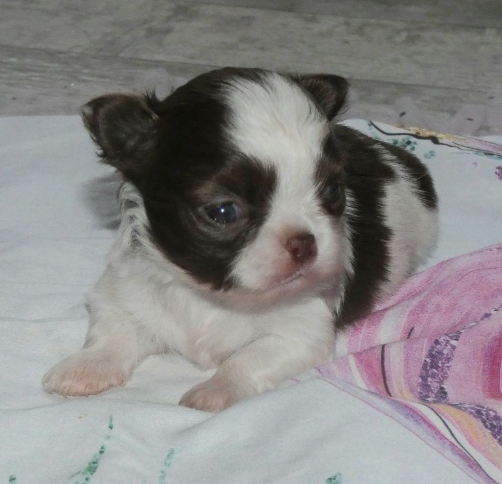 des ptits dragons de cupidon - Chiots disponibles - Chihuahua