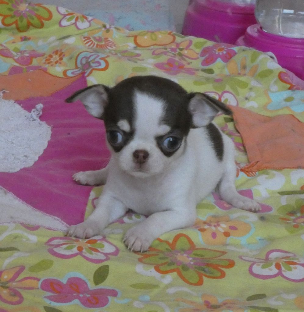 des ptits dragons de cupidon - Chiots disponibles - Chihuahua