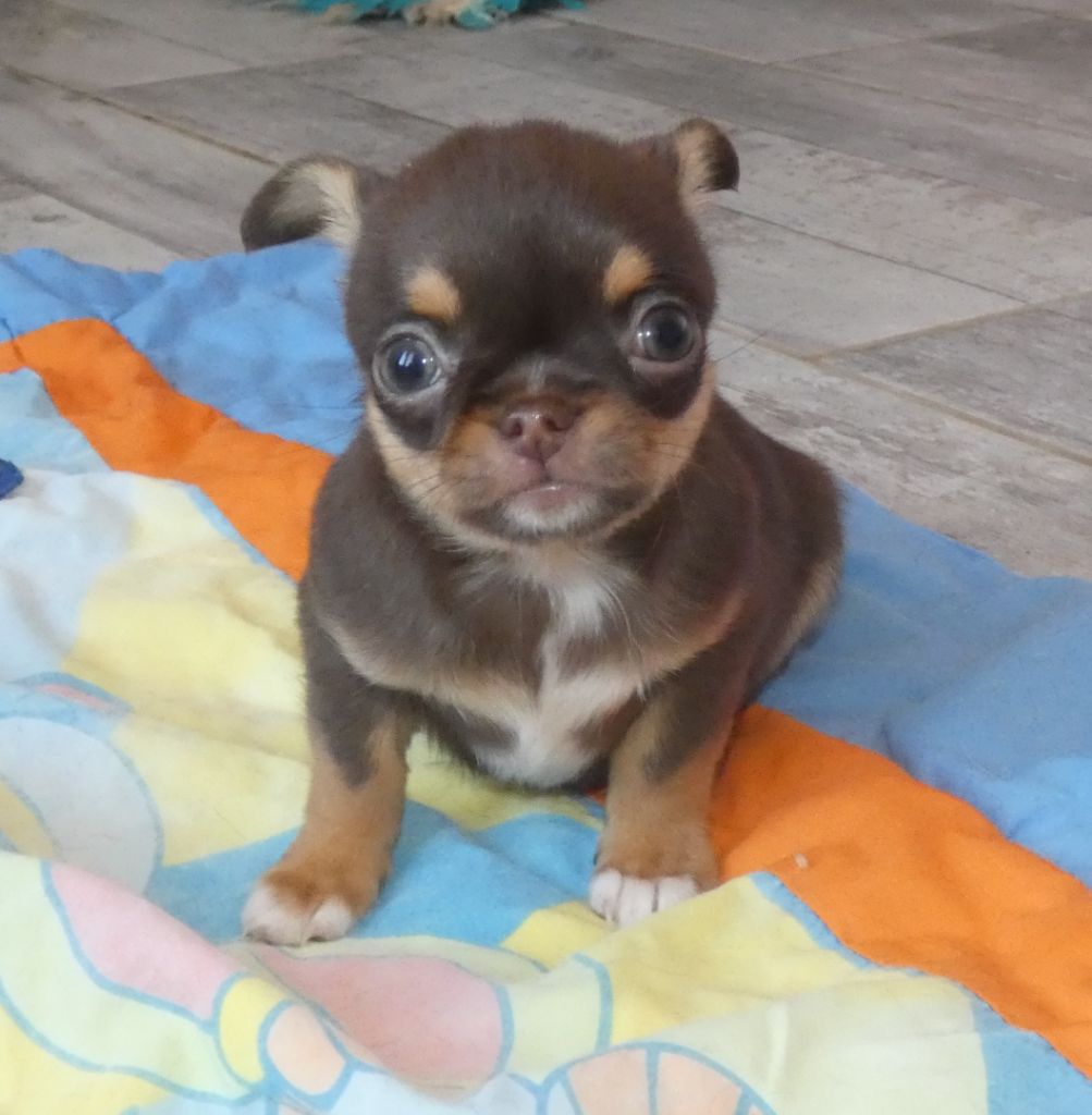 des ptits dragons de cupidon - Chiots disponibles - Chihuahua