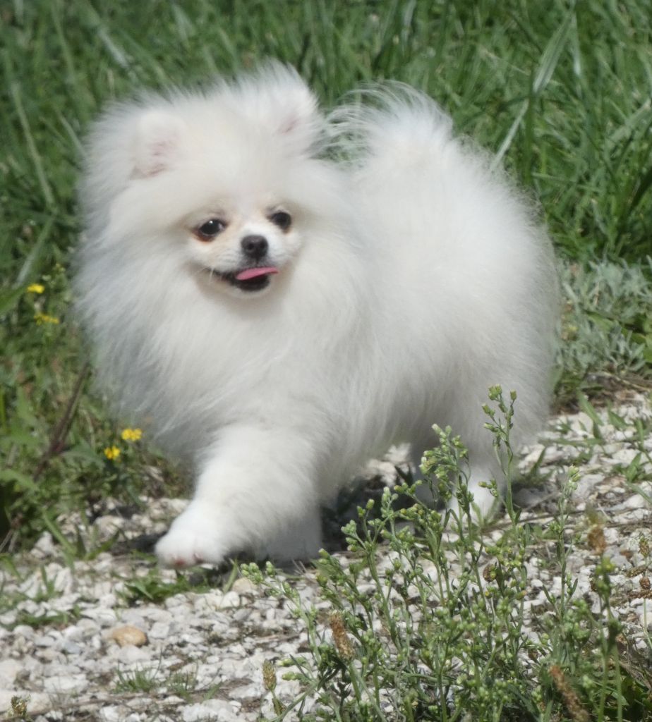 des ptits dragons de cupidon - Chiots disponibles - Spitz allemand
