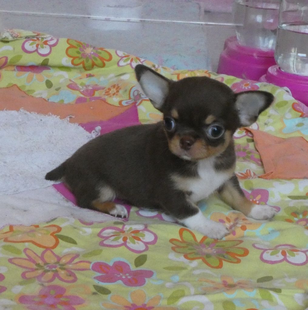 des ptits dragons de cupidon - Chiots disponibles - Chihuahua