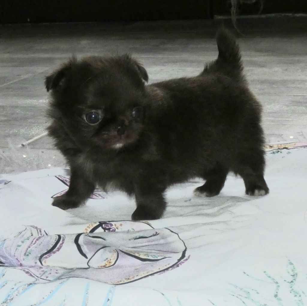 des ptits dragons de cupidon - Chiots disponibles - Chihuahua