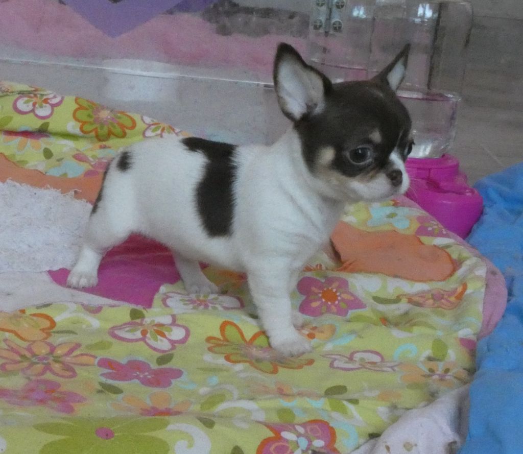 des ptits dragons de cupidon - Chiots disponibles - Chihuahua