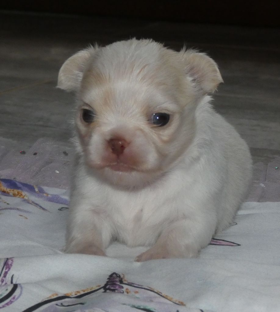 des ptits dragons de cupidon - Chiots disponibles - Chihuahua