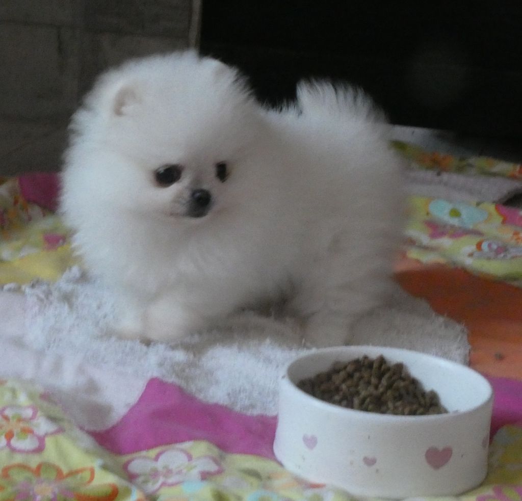 des ptits dragons de cupidon - Chiots disponibles - Spitz allemand