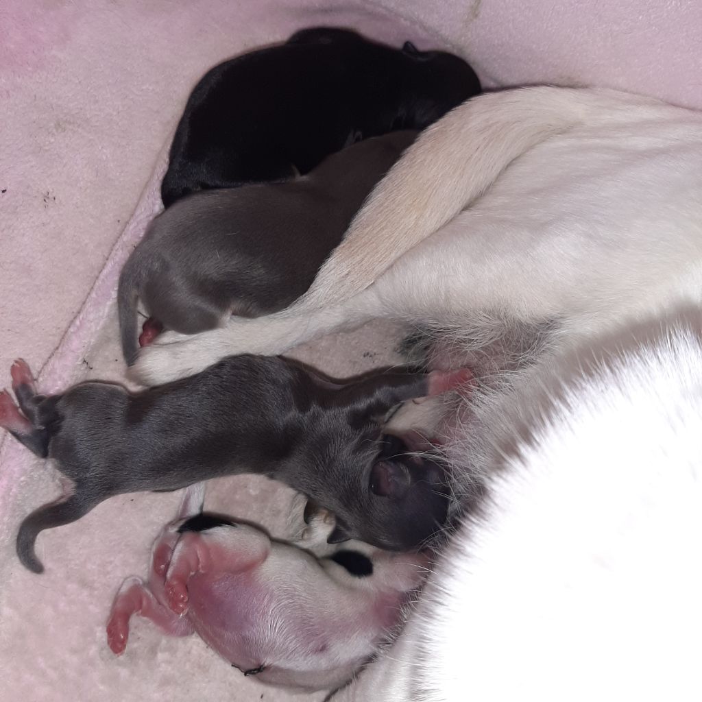 Chiot Chihuahua des ptits dragons de cupidon